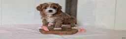 Cavapoo dogs for sale: River - Ad 9