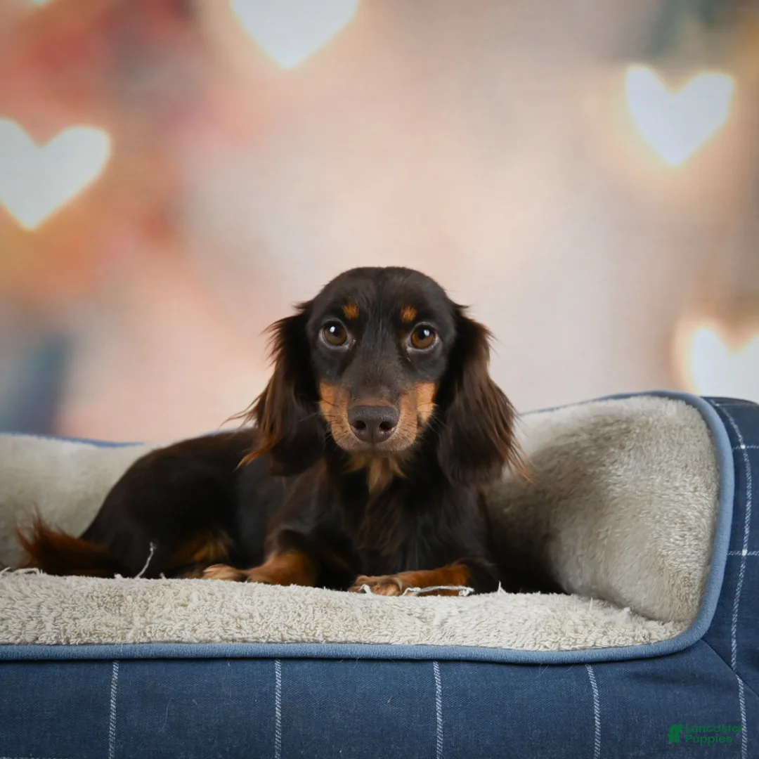 Miniature Dachshund dogs for sale: Penn - Ad 14