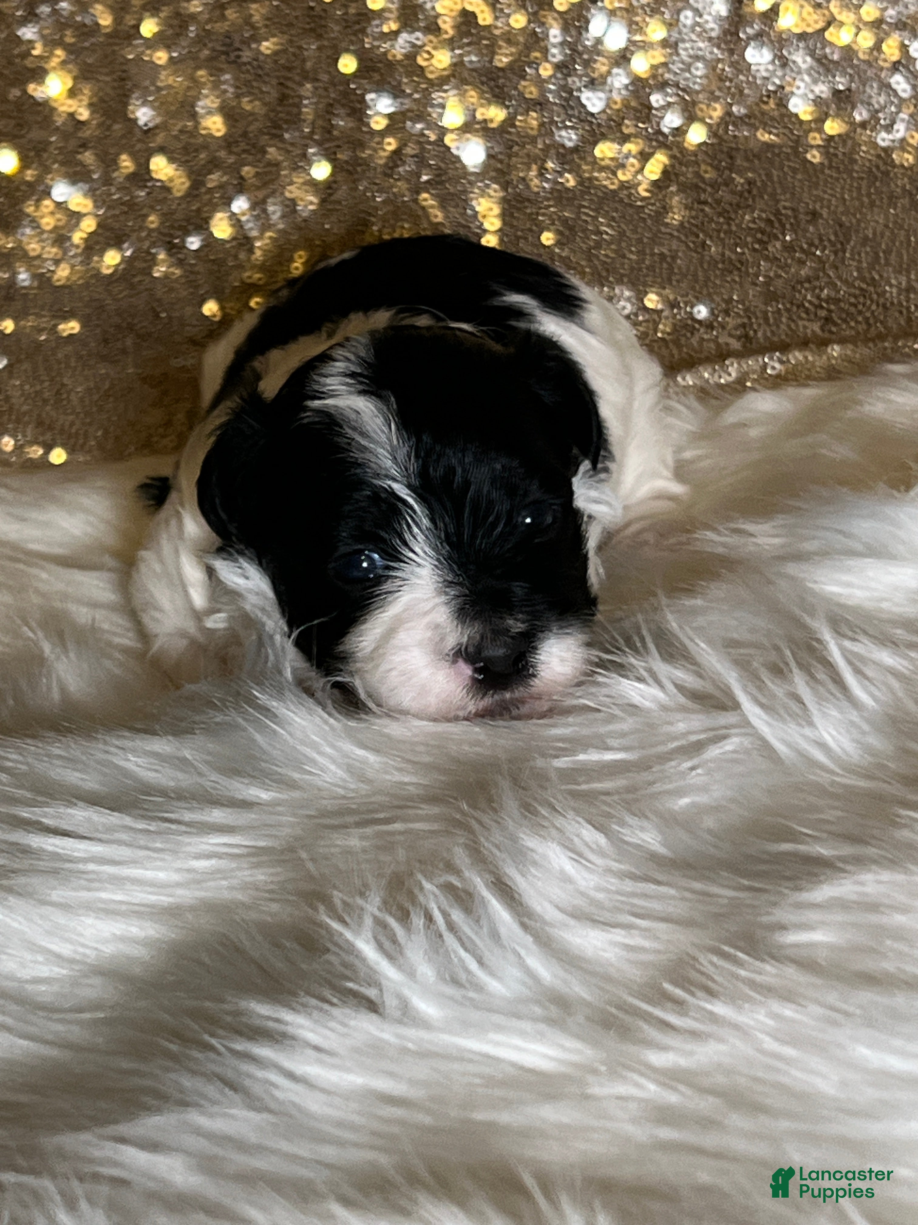 Havanese dogs Oreo - Ad 36