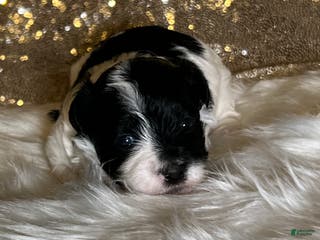 Havanese dogs Oreo - Ad 36