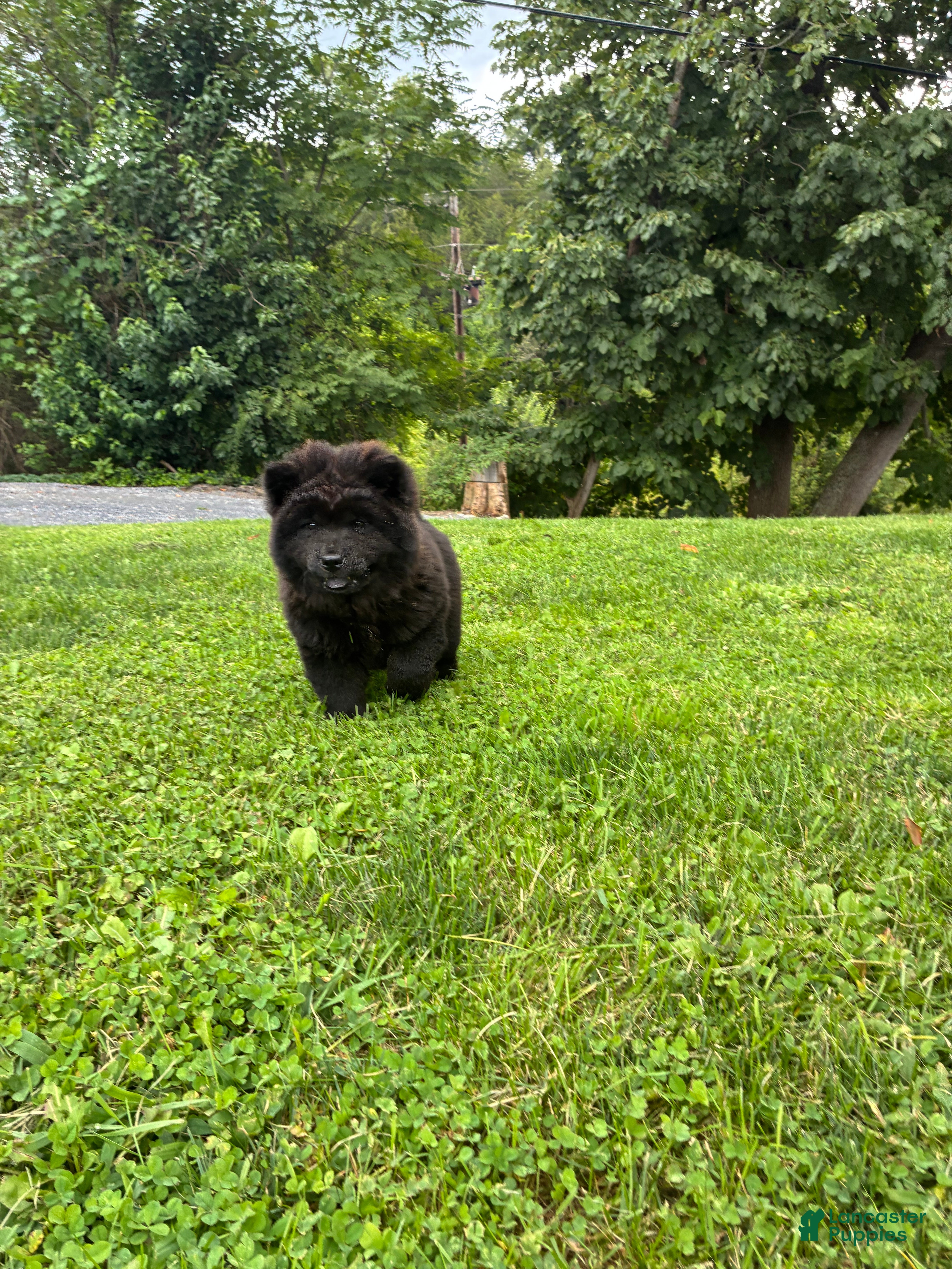 Chow Chow dogs Sunshine - Ad 1