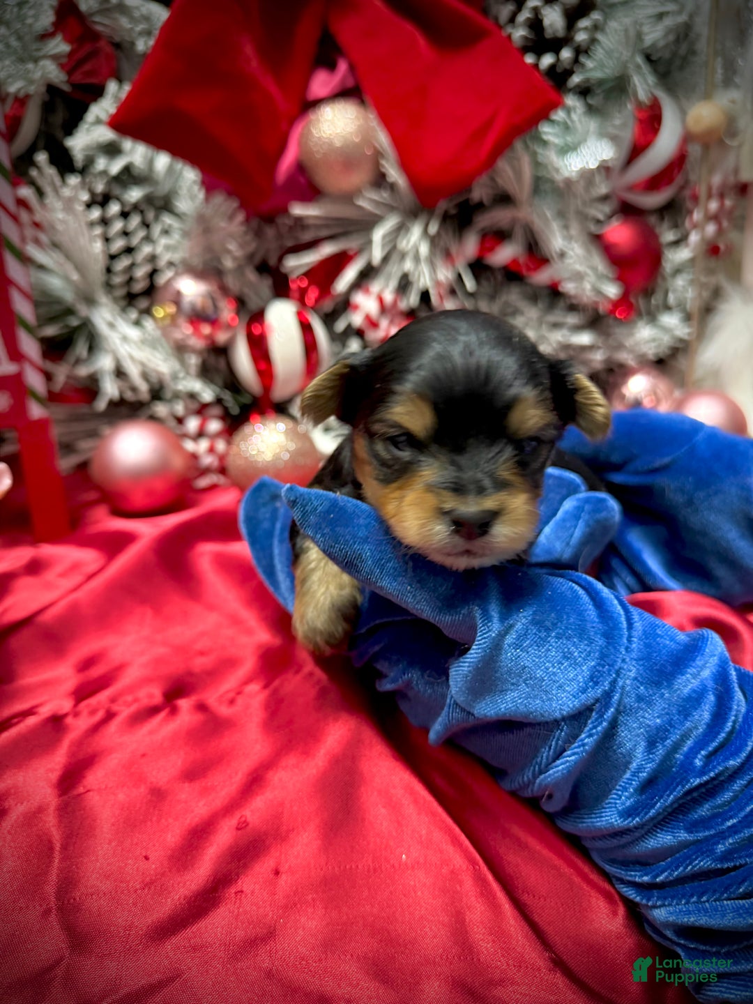 Yorkshire Terrier dogs for sale: Fettuccine  - Ad 8