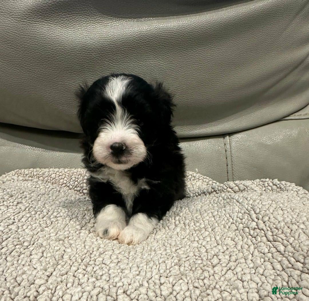 Maltipoo dogs for sale: Joel - Ad 15