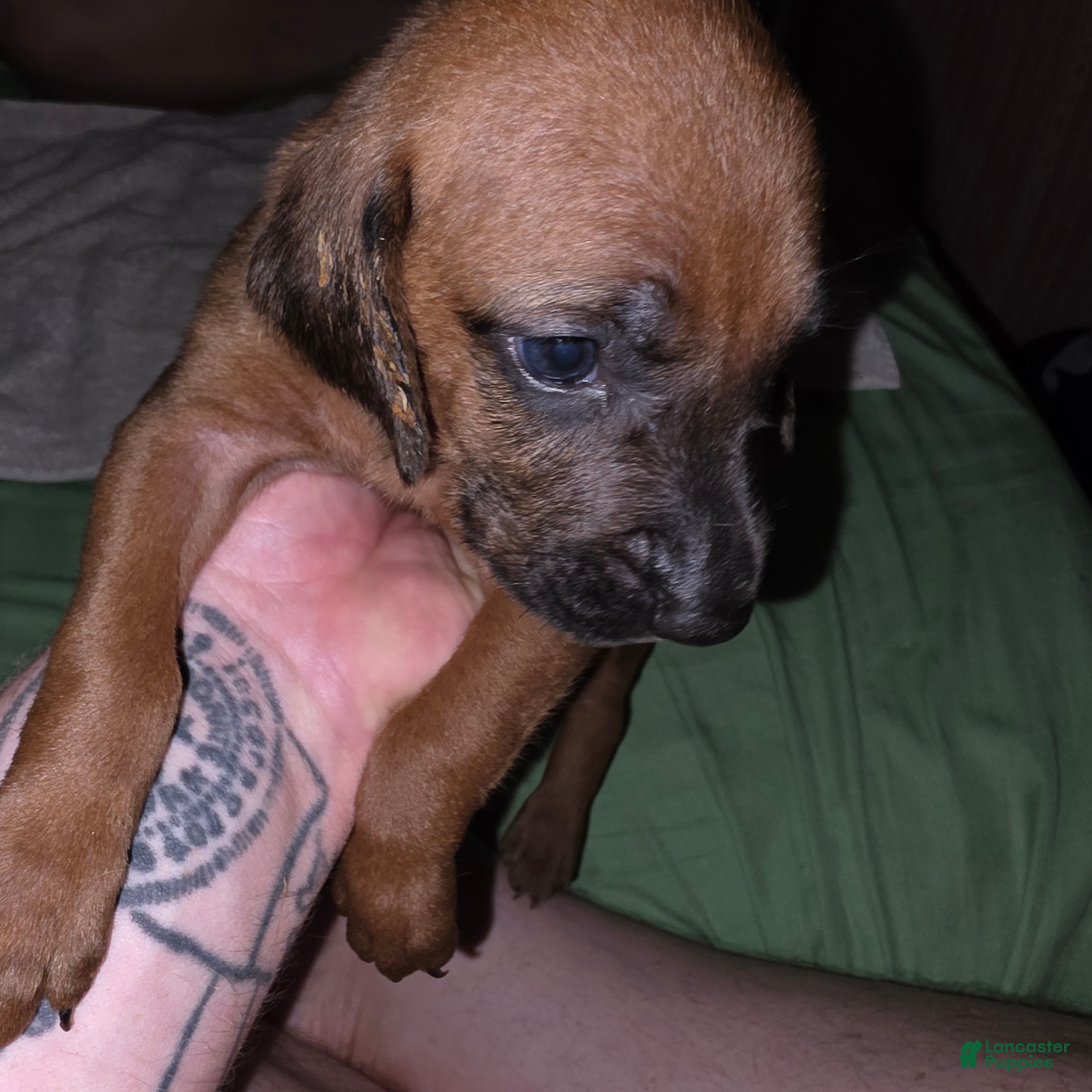 Redbone Coonhound dogs Redbone Coonhound 4 - Ad 4