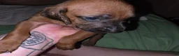 Redbone Coonhound dogs for sale: Redbone Coonhound 4(purple) - Ad 4