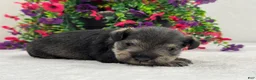 Miniature Schnauzer dogs for sale: Mae Male 4 - Ad 4