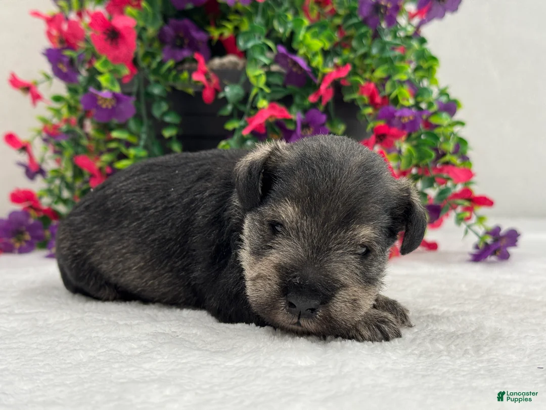 Miniature Schnauzer dogs for sale: Mae Male 4 - Ad 4