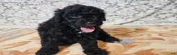 Mini Goldendoodle dogs for sale: Cole - Ad 2