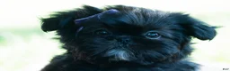 Shih Tzu dogs for sale: Rose - Ad 5