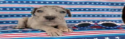 Great Dane dogs for sale: Pansy Great Dane  - Ad 4