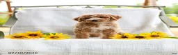 Mini Goldendoodle dogs for sale: Jessie - Ad 3
