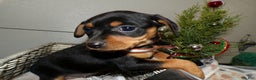 Miniature Pinscher dogs for sale: Miniature Pinscher Puppy 4 Tootsie - Ad 1