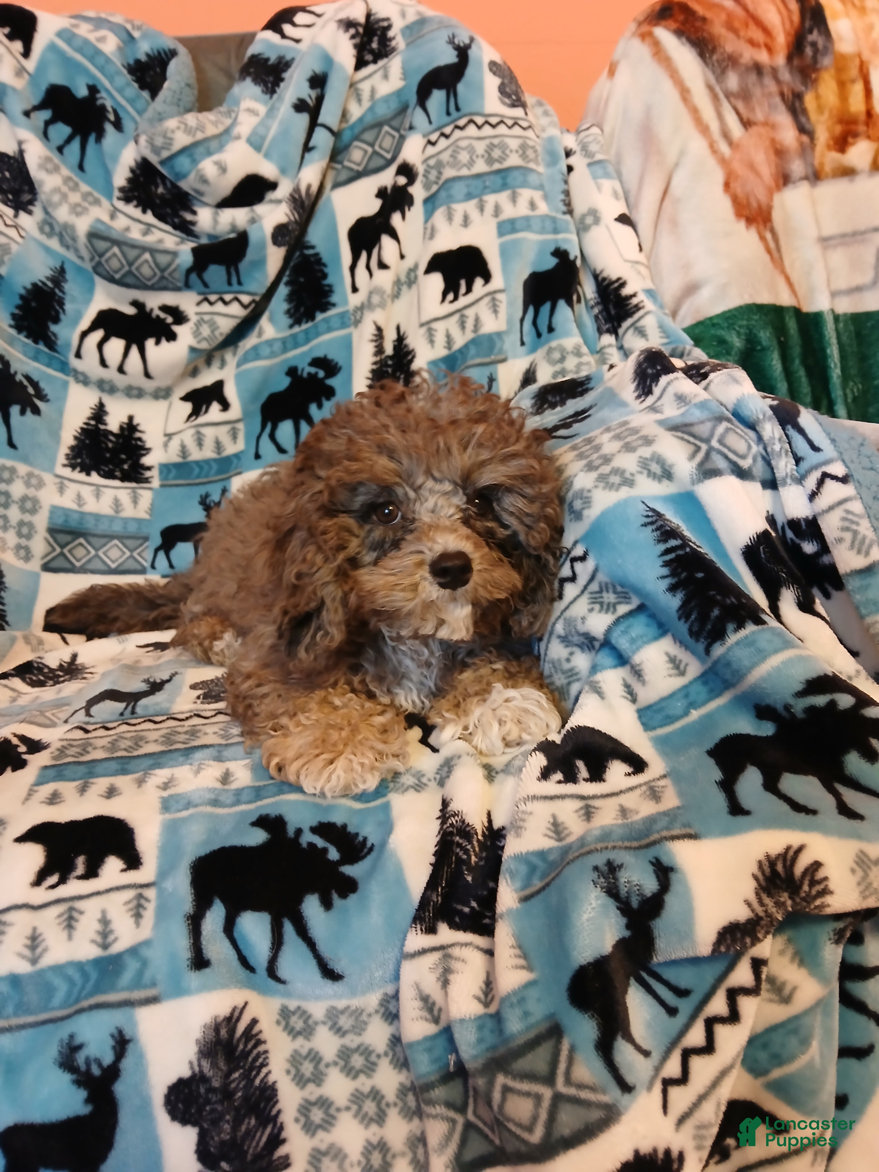 Cavapoo dogs for sale: Cavapoo 2 Whimsy - Ad 2