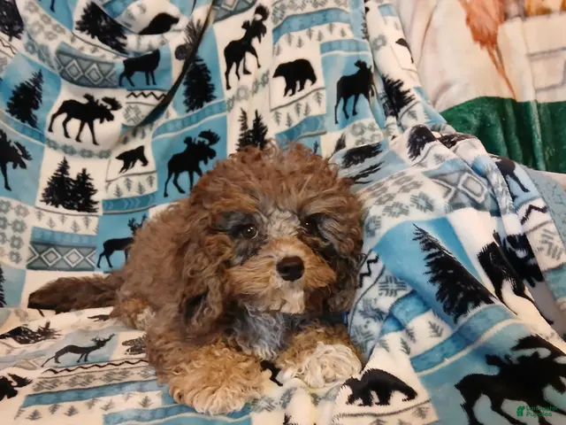 Cavapoo dogs for sale: Cavapoo 2 Whimsy - Ad 2