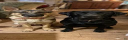 Sheprador dogs for sale: PEPPER  - Ad 2