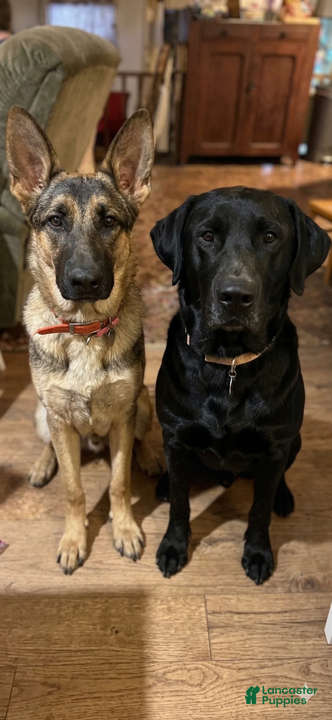 Sheprador dogs for sale: PEPPER  - Ad 2