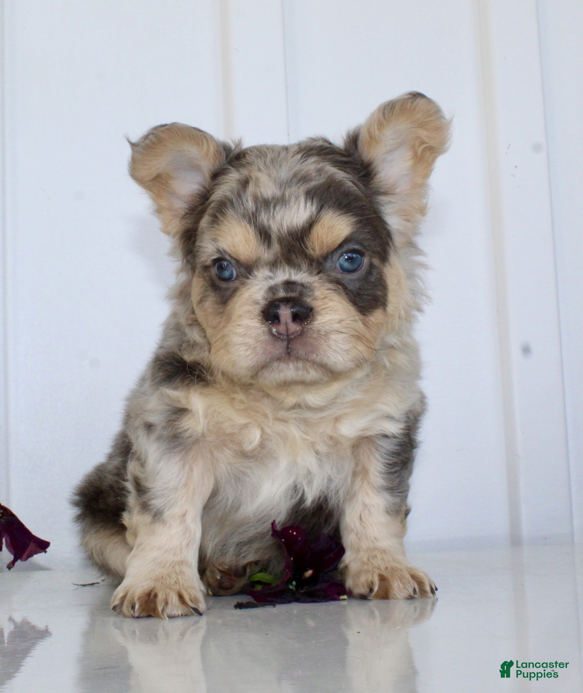 French Bulldog dogs Raptor - Ad 2