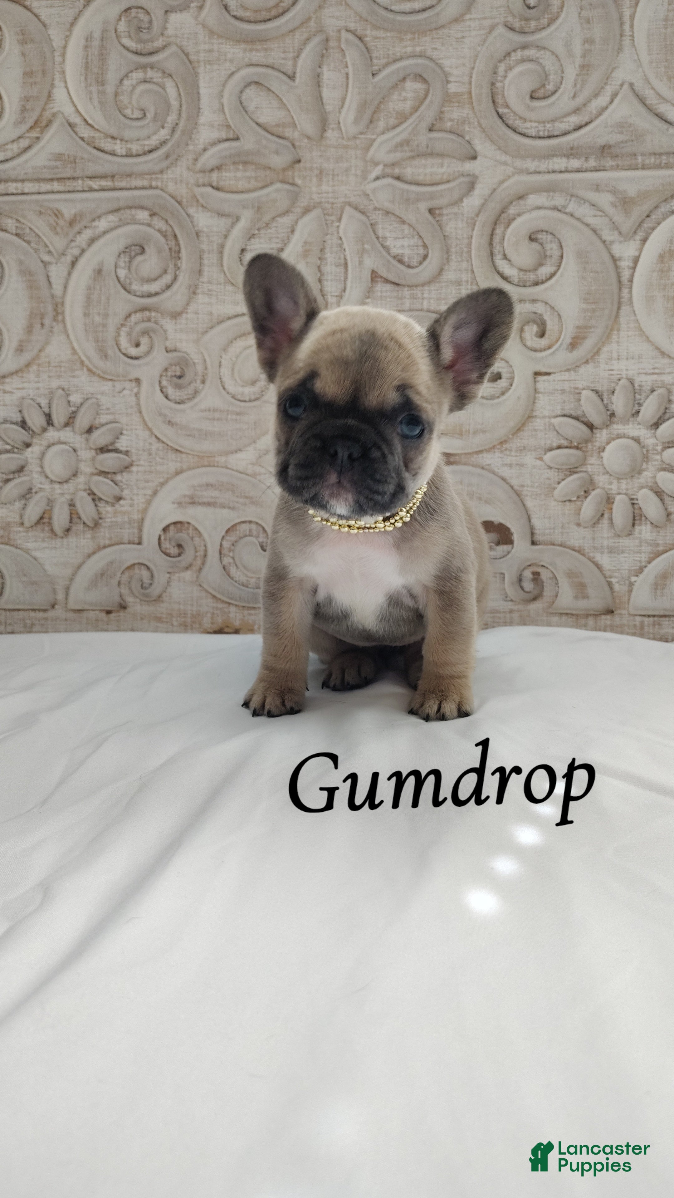 French Bulldog dogs Gumdrop  - Ad 7