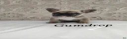 French Bulldog dogs for sale: Gumdrop  - Ad 1