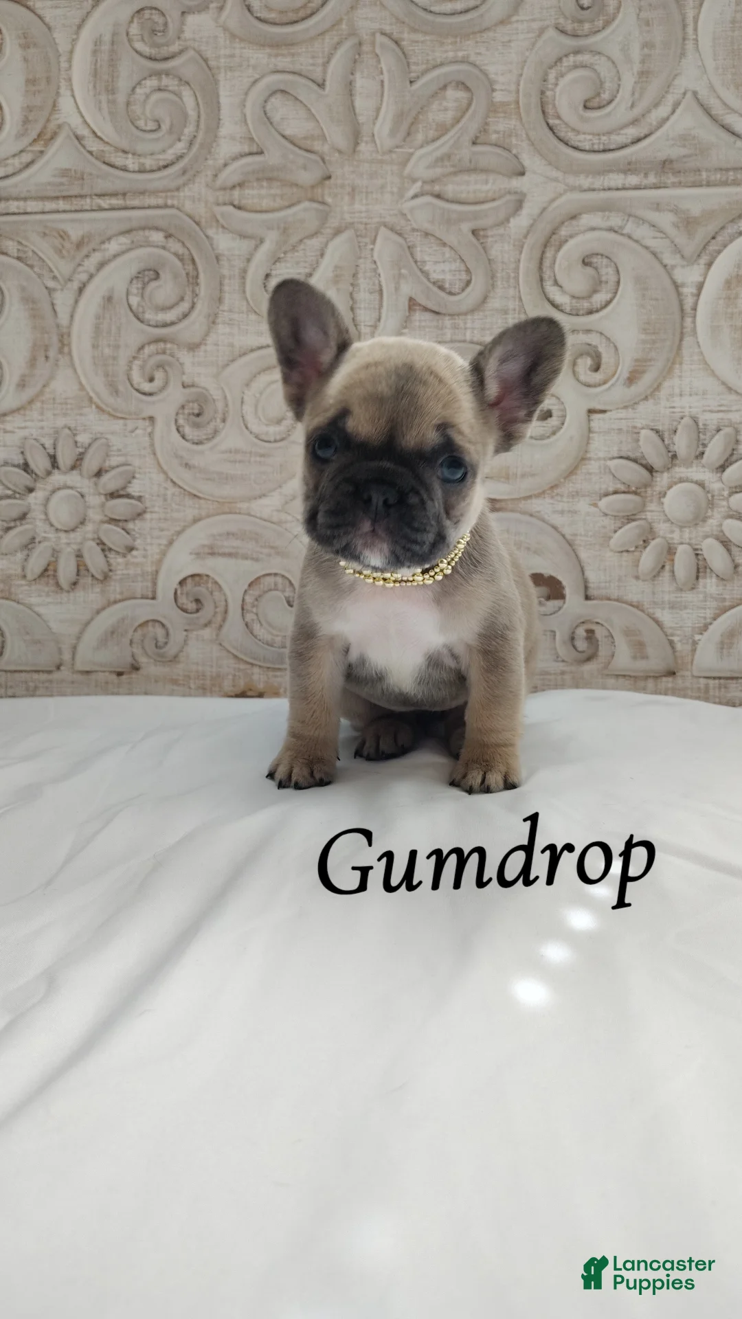 French Bulldog dogs for sale: Gumdrop  - Ad 1