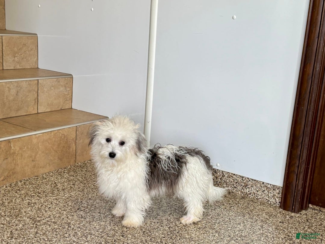 Coton De Tulear dogs for sale: Romeo - Ad 5