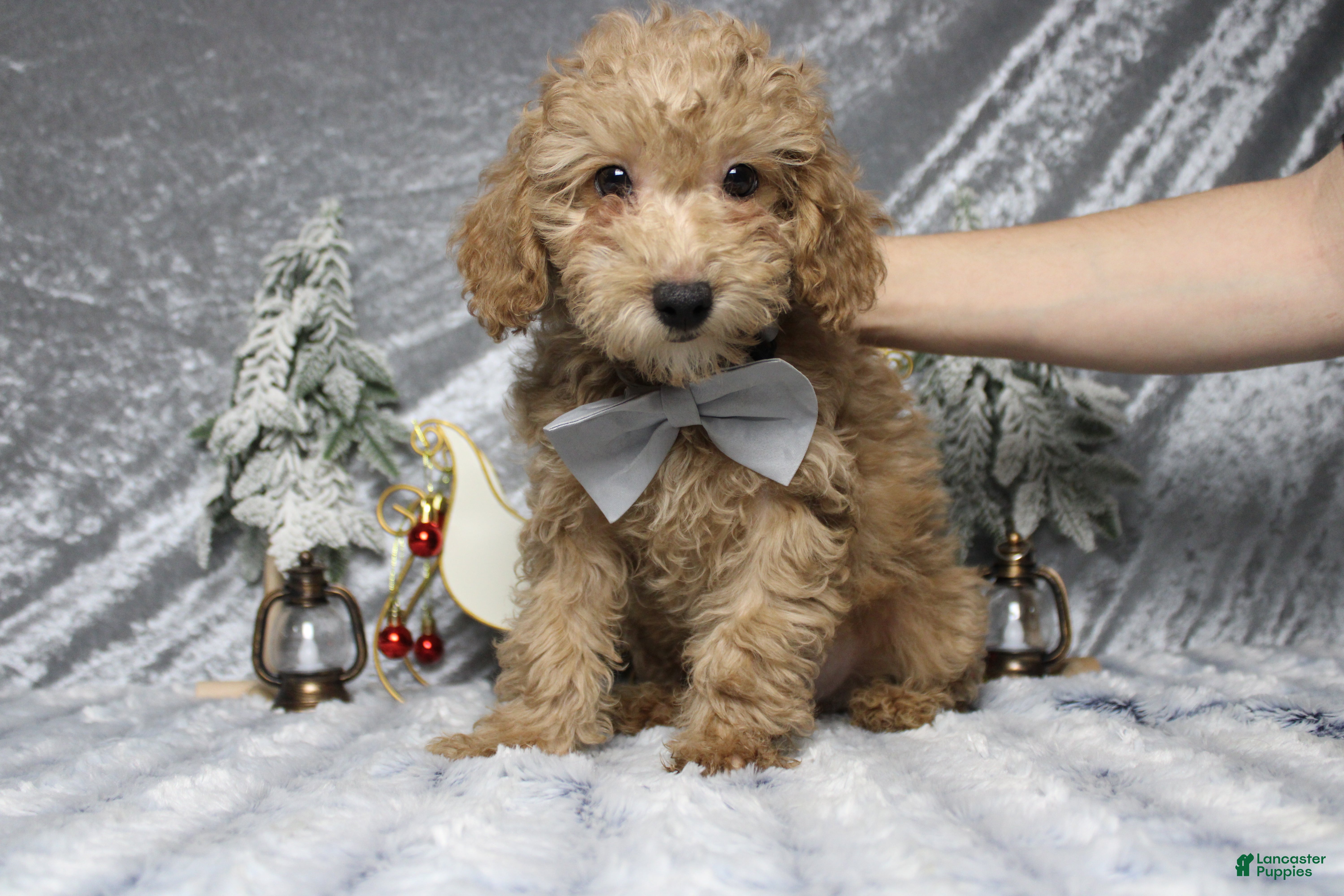 Toy Poodle dogs Buckeye - Ad 26