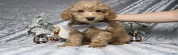 Toy Poodle dogs for sale: Buckeye - Ad 1