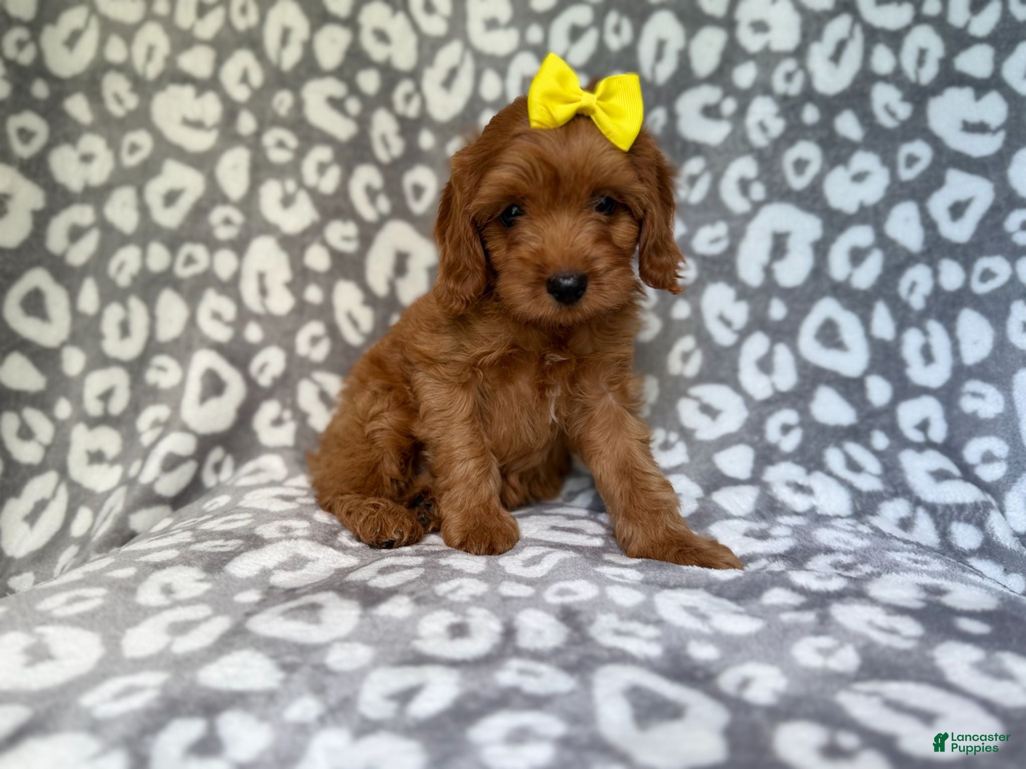 Cavapoo dogs Molly - Ad 6