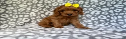 Cavapoo dogs for sale: Molly - Ad 1