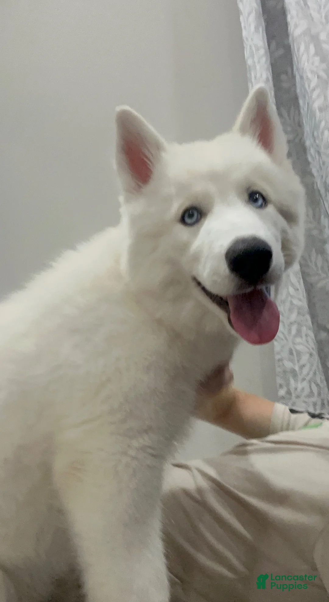 Siberian Husky dogs for sale: Milo  - Ad 21