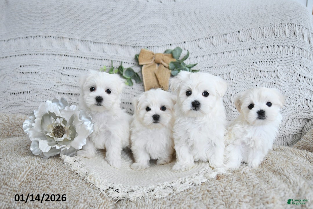Maltese dogs for sale: Freya EXTRA SMALL - Ad 3