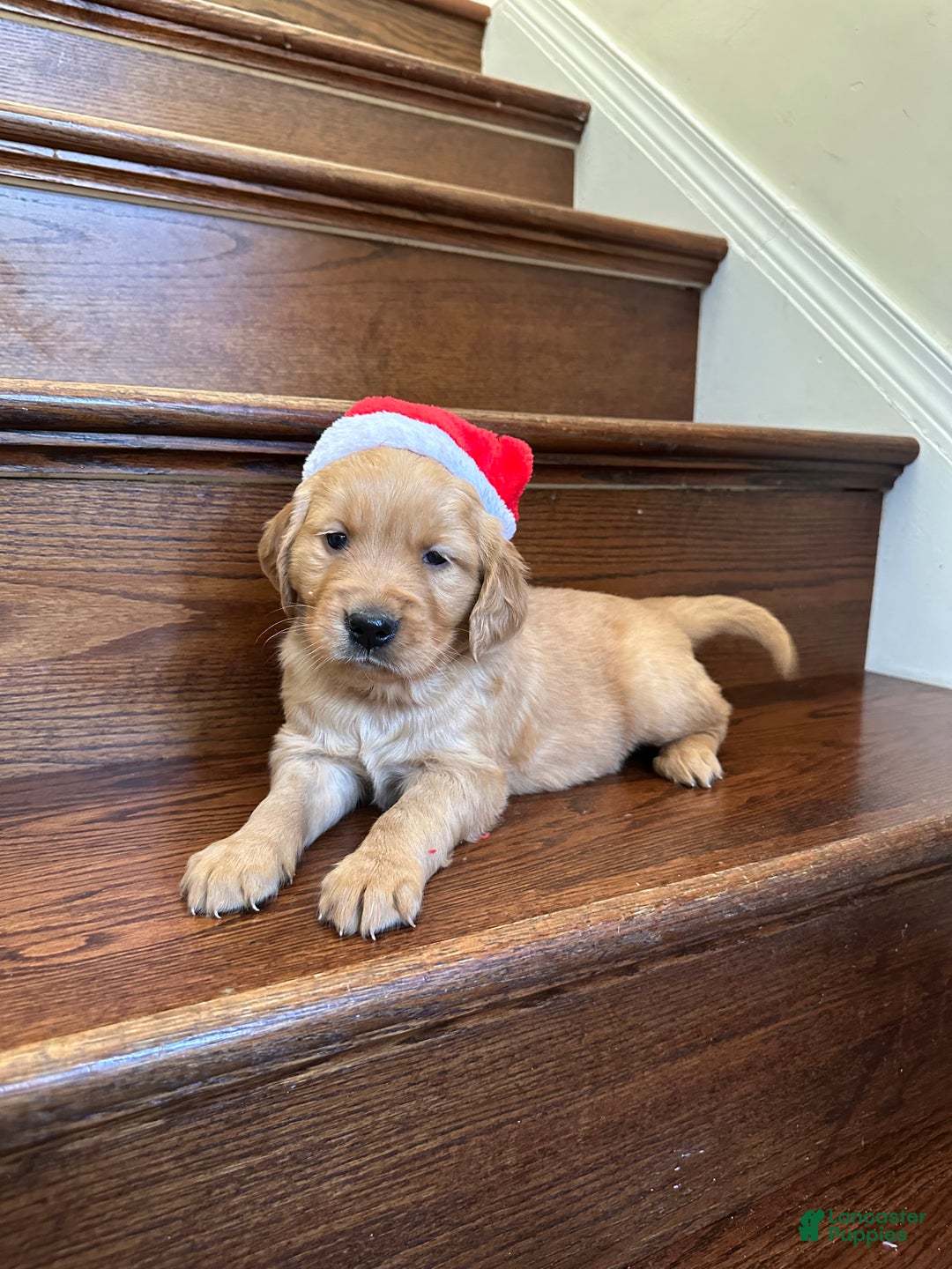 Golden Retriever dogs for sale: Eve - Ad 5