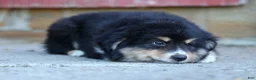 Miniature Australian Shepherd dogs for sale: LINCOLN [ new pictures] - Ad 5