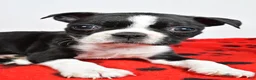 Boston Terrier dogs for sale: Cassidy - Ad 7