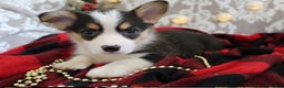 Welsh Corgi Pembroke dogs for sale: Jingles - Ad 6