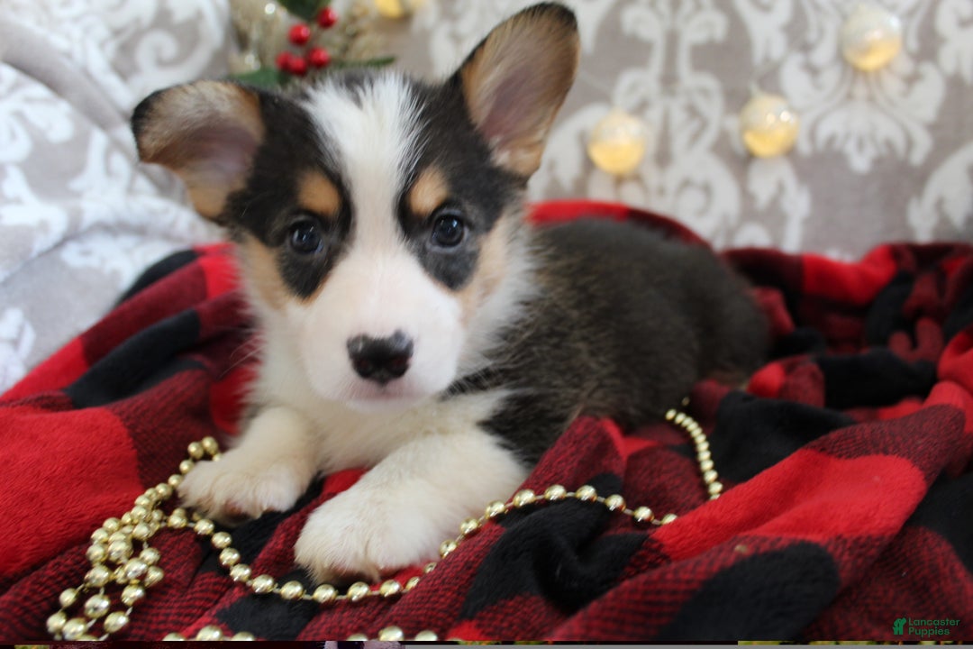 Welsh Corgi Pembroke dogs for sale: Jingles - Ad 6