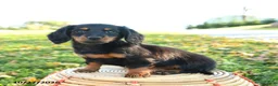 Miniature Dachshund dogs for sale: Autumn - Ad 2