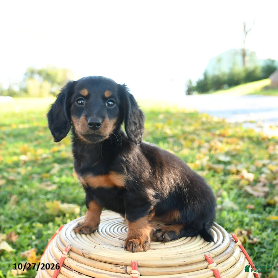 Miniature Dachshund dogs for sale: Autumn - Ad 2