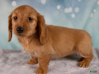 Miniature Dachshund dogs - Ad 33