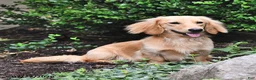 Miniature Dachshund dogs for sale: Rosie - Ad 7