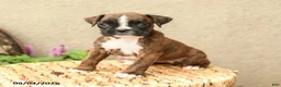 Boxer dogs for sale: Brooke - Ad 3