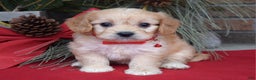 Cavachon dogs for sale: Callie - Ad 4