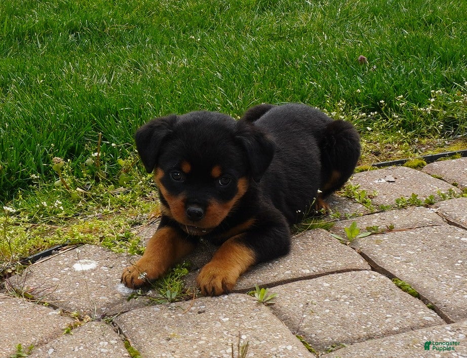 Rottweiler dogs Hadley - Ad 2