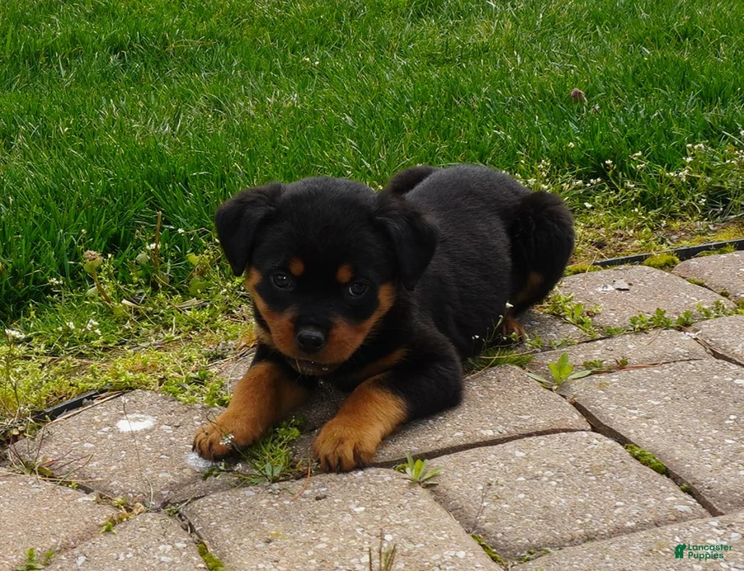 Rottweiler dogs for sale: Hadley - Ad 2