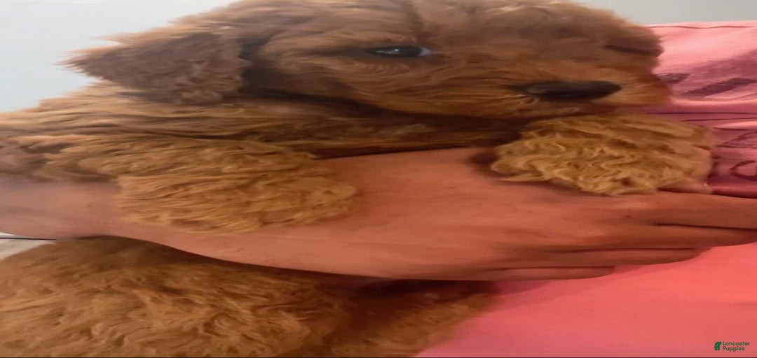 Gallery Image {{count}}