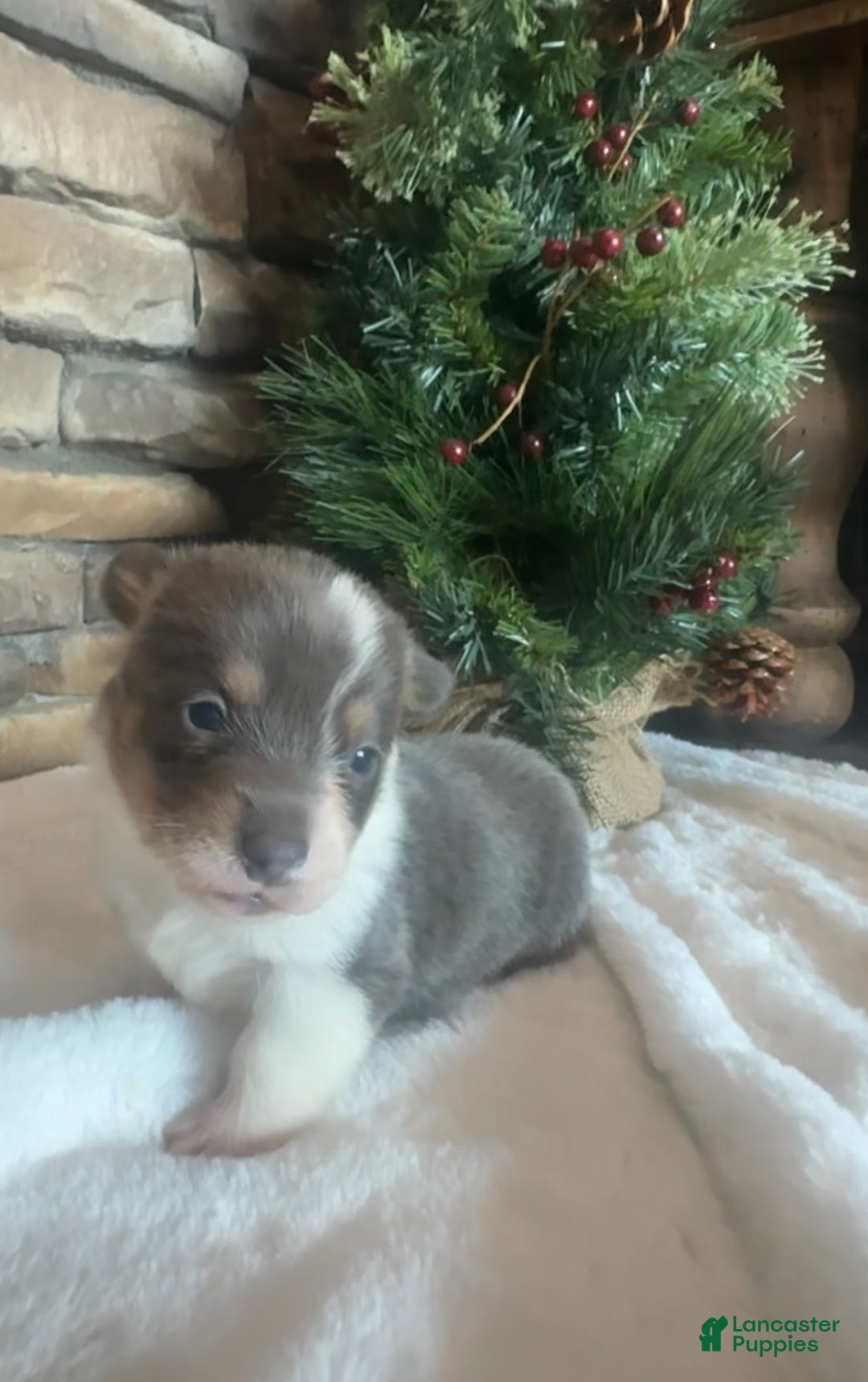 Mixed Breed dogs for sale: Ruger - Ad 1