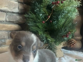 Mixed Breed dogs Ruger - Ad 1