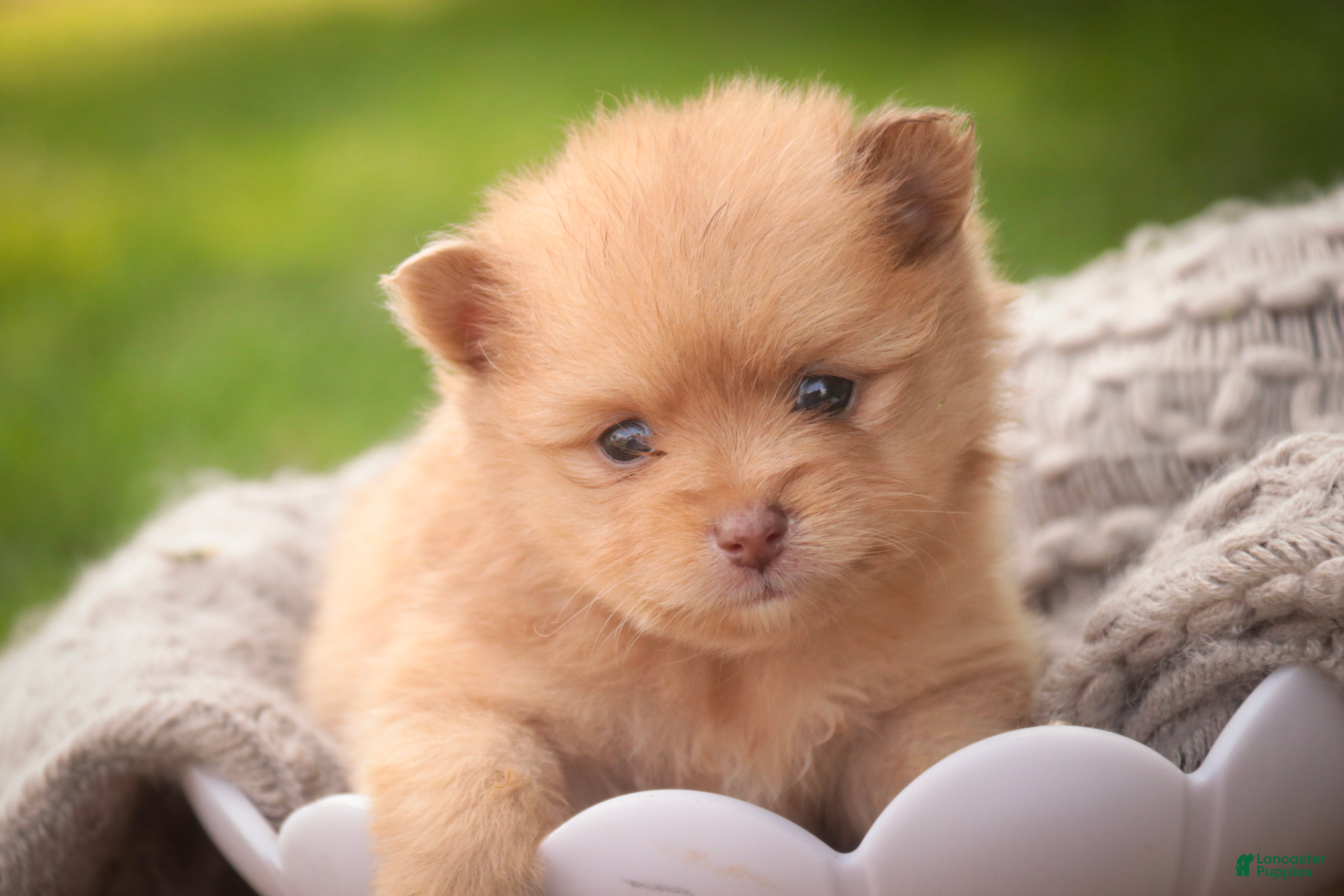 Pomeranian dogs Toulouse Pomeranian  - Ad 1