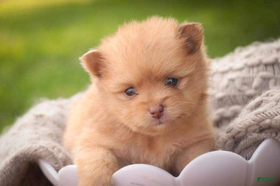 Pomeranian dogs for sale: Toulouse Pomeranian  - Ad 1