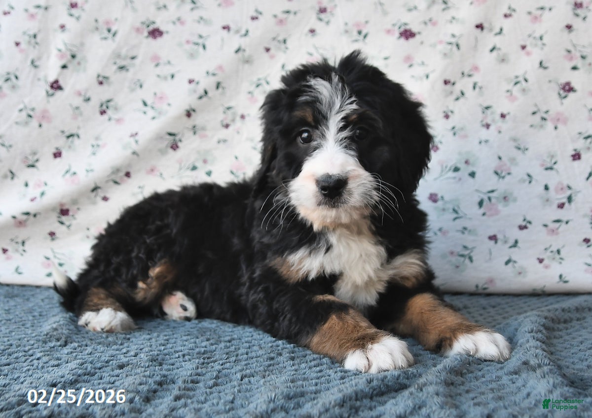 Bernedoodle dogs Kyla - Ad 1